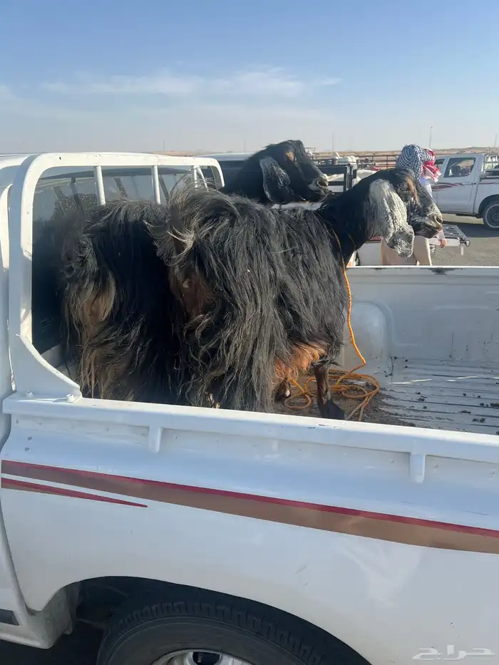 معزا حيل اسنانها جمع 0