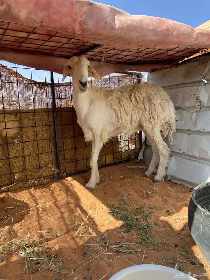 للبيع شاه حريه سديس جرمها طيب بس ناقصها علف 1