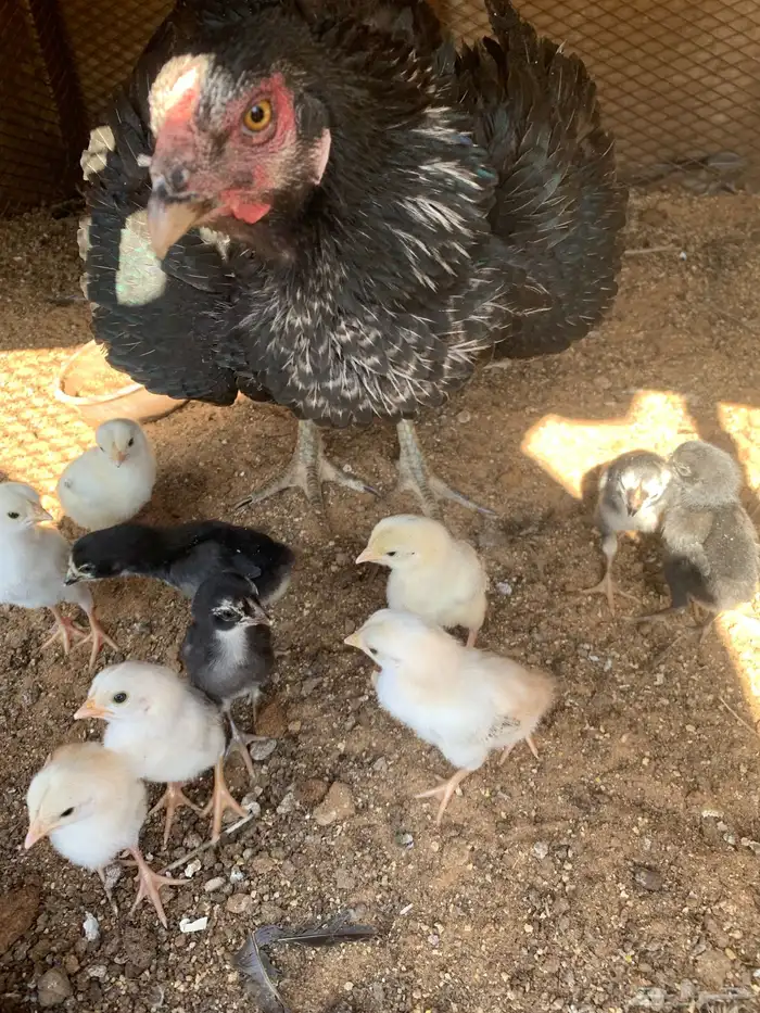 للبيع دجاج باكستاني العدد 27 دجاج مع اديك عددهم 8 0