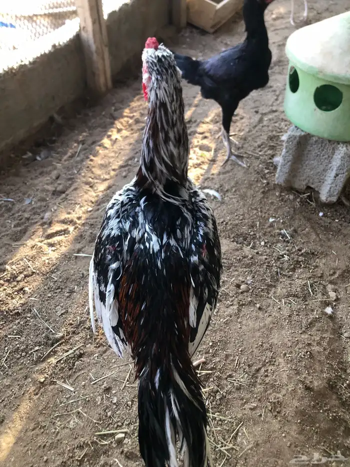 ديك سندي نسل غبشان 2