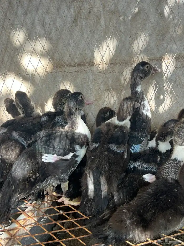 فراخه بط مصري 0