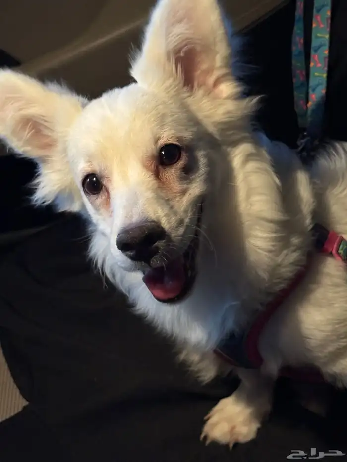 كلب مهجن مالتيز مع شيواوا للبيع 1