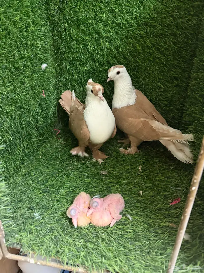 حمام لبناني 2