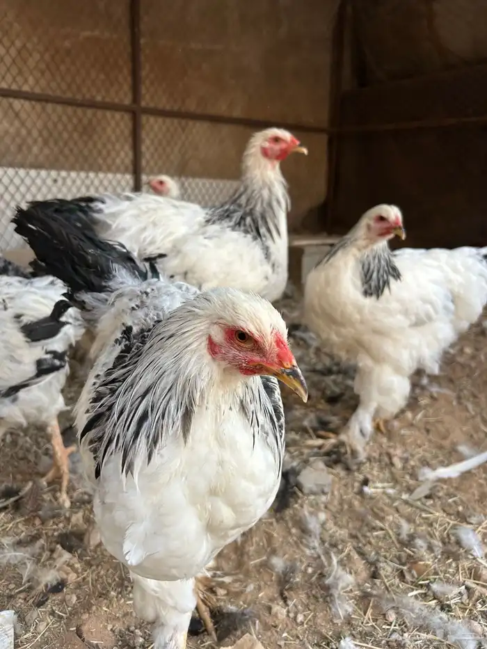 دجاج براهمه 0