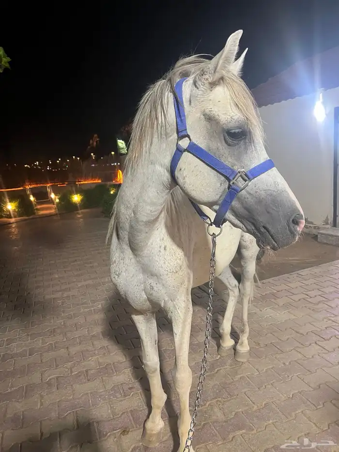 حصان للبيع 3