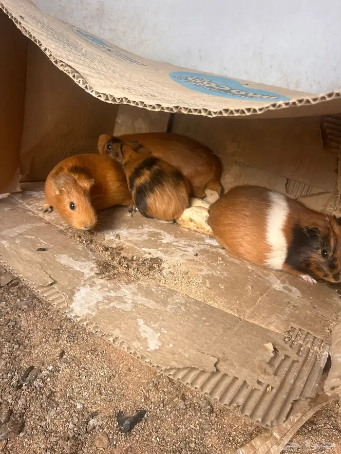 وبران بلدي للبيع 0