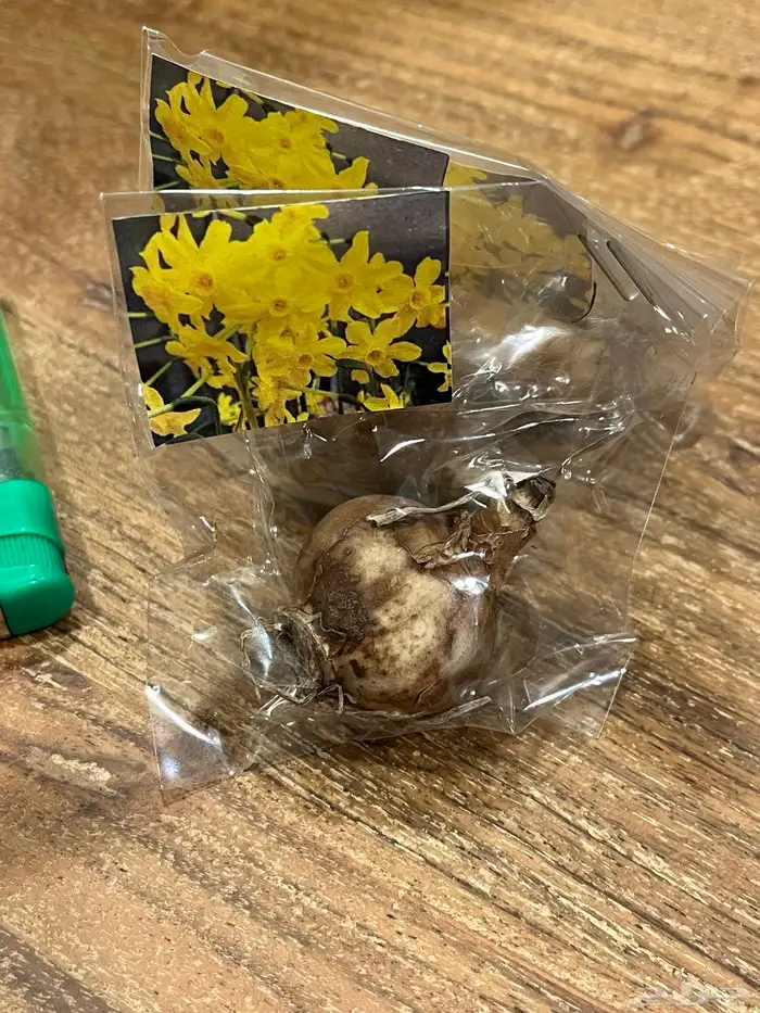 ورد بصيلات نمساوية 5