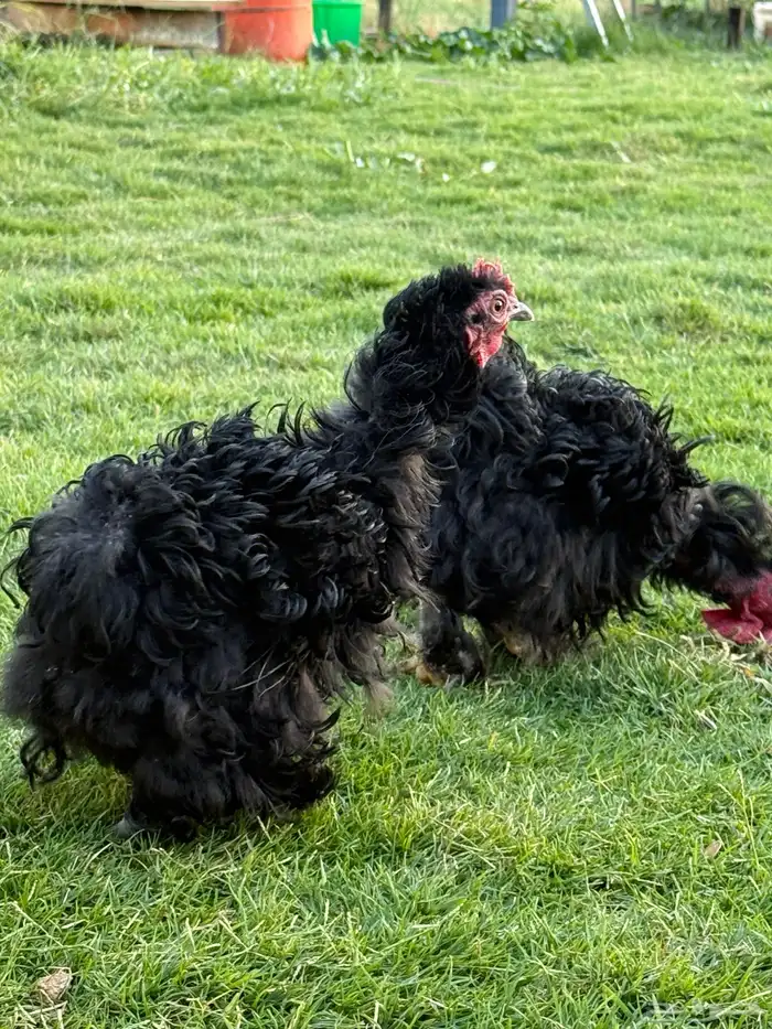 دجاج زينه كوشن مفتل 4