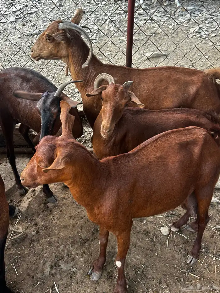 غنم دهم للبيع 3