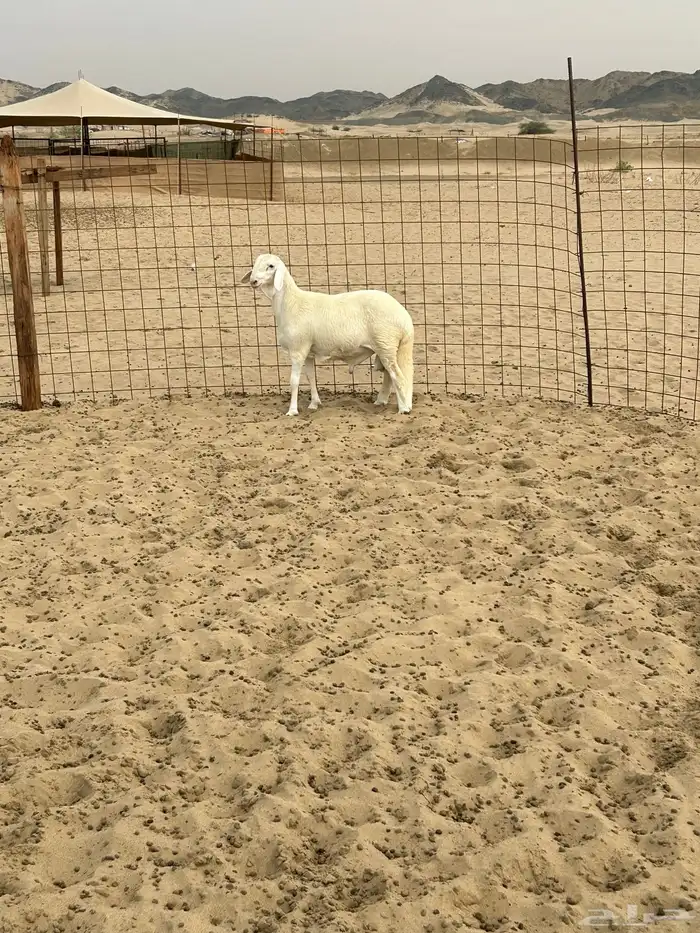 سواكني مشروع فحل ابرص 0