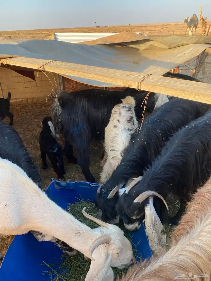 معزا مواليد 3