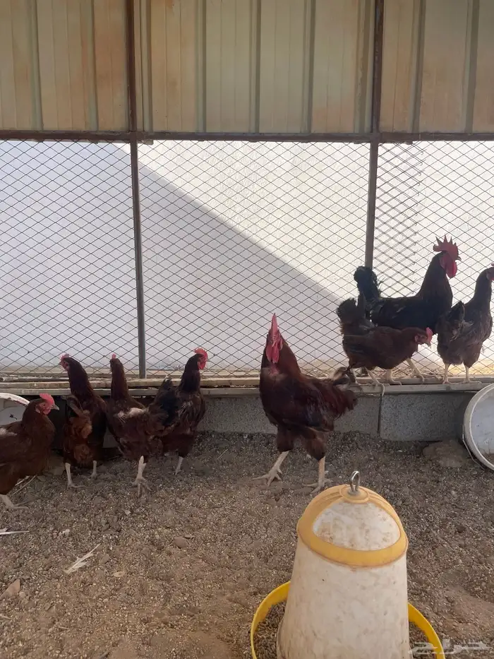 دجاج فرنسي العسلي احمر بيور صافي 3