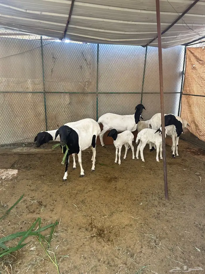 للبيع بربر العد 4 متابيع 3