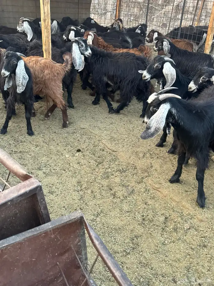 تيوس مخاصي للبيع .. 14