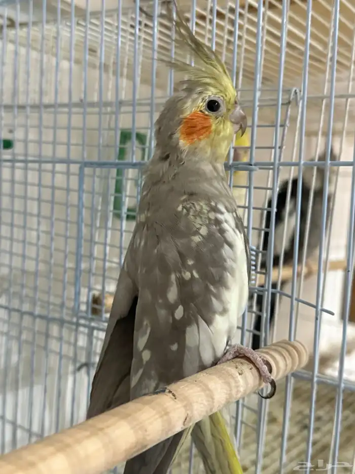 للبيع 4 اجواز كروان منتجات .. 13