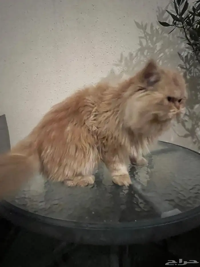 قطو شيرازي العملاق 3