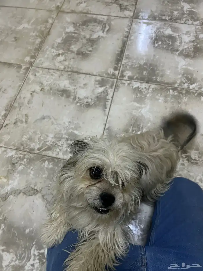 للبيع شواو قزم ولعوب 2