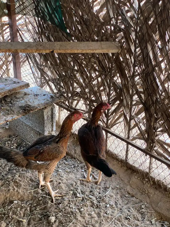 دجاج باكستاني . 2