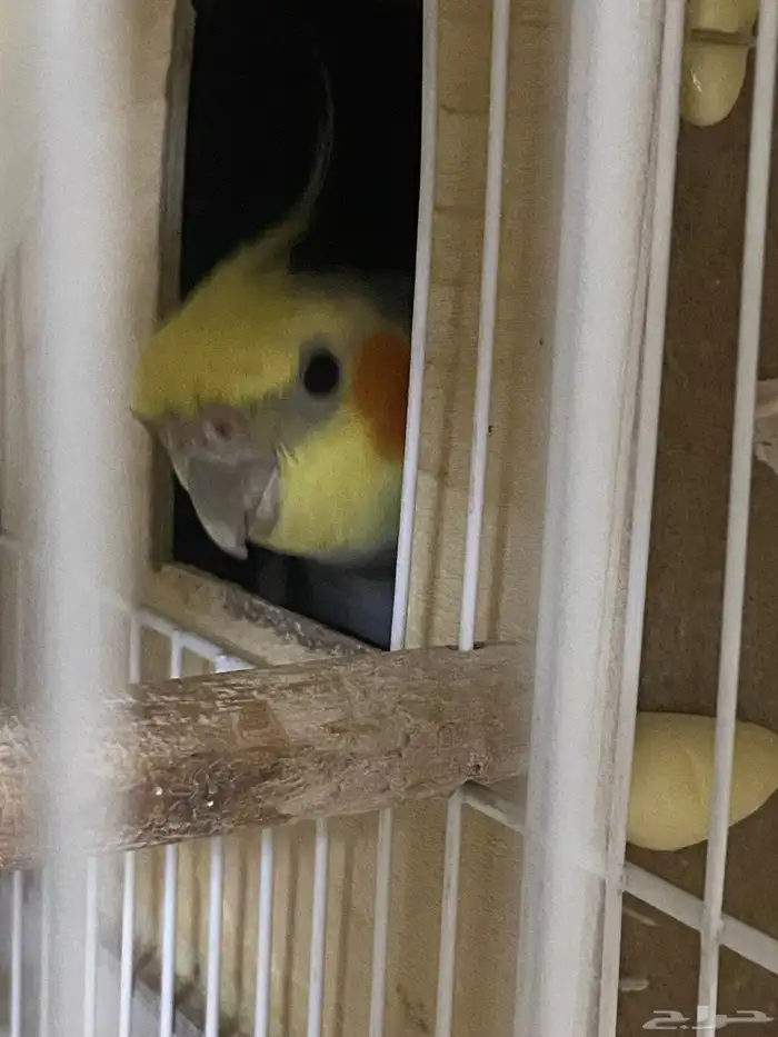 بغبغاء مفقود في المزاحميه تحديدا حي الصقوريه وما حولها 3