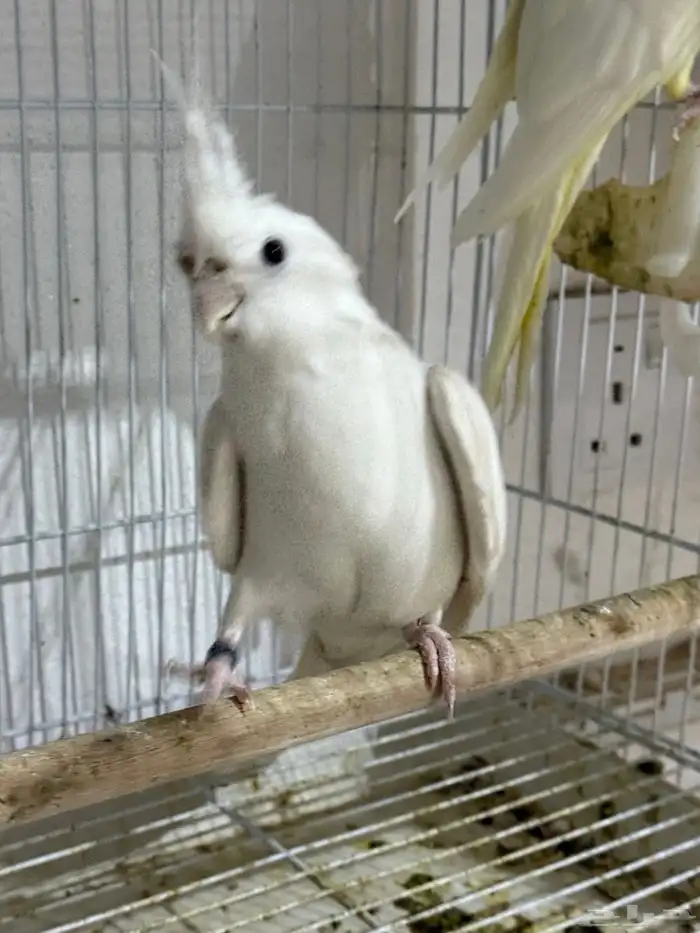 للبيع 4 اجواز كروان منتجات .. 5