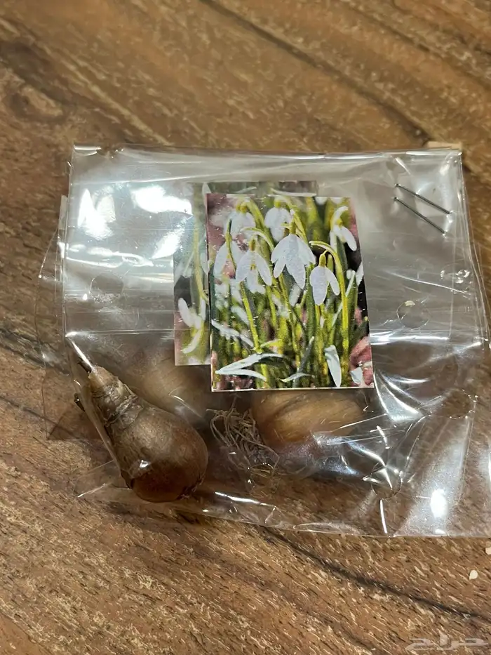 ورد بصيلات نمساوية 0