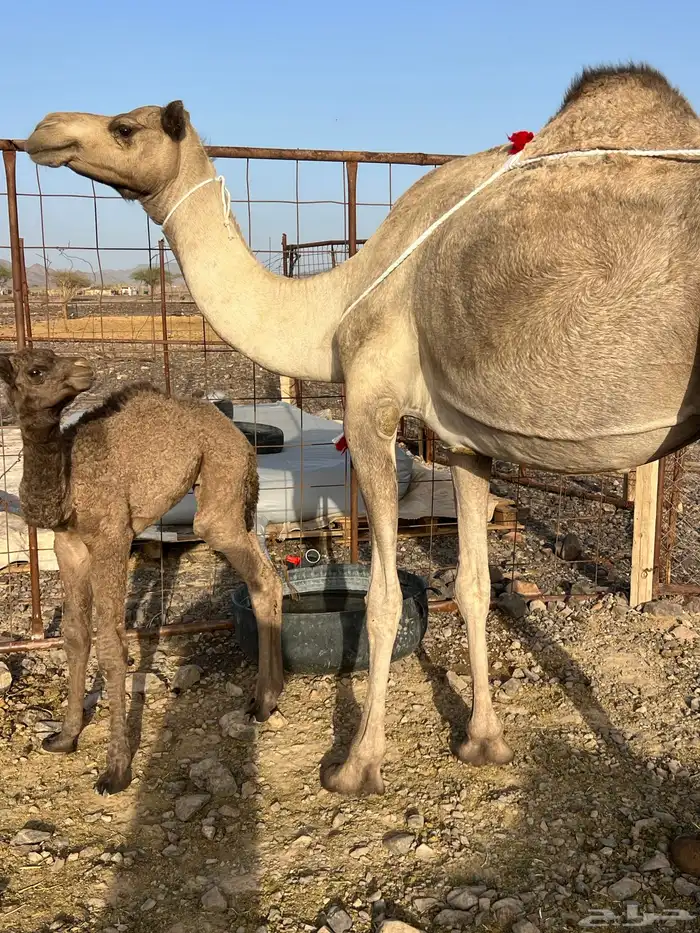 خلفه مصغر تحتها قعود ب 8800 تم البيع 6