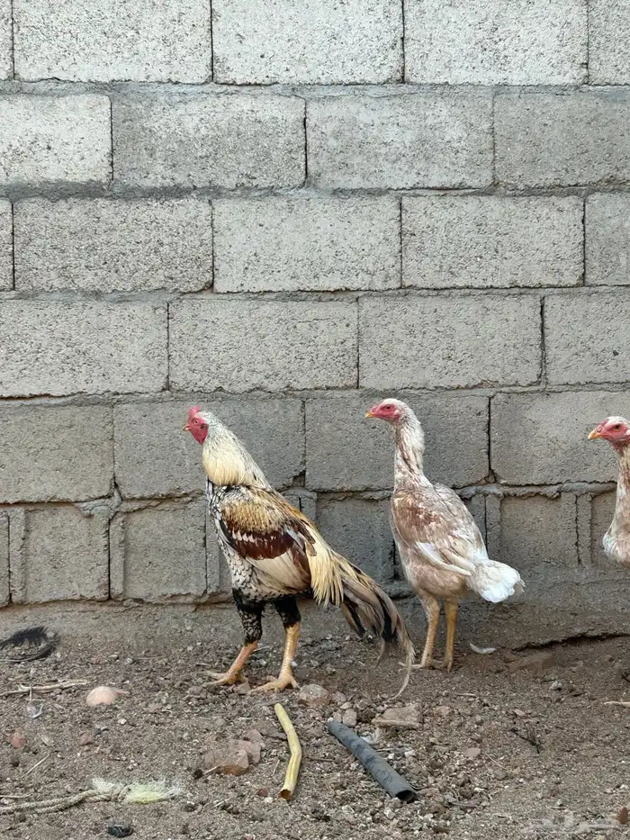 دجاج باكستاني نسب أبو ريتاج 2