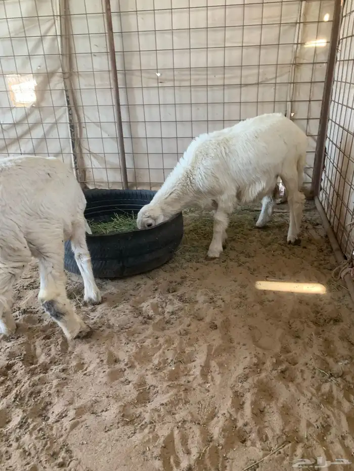 للبيع رخل اربع شهور او طلي 3 شهور ونص 6