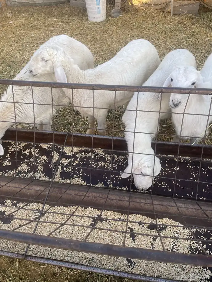 بهم حري خرفان 4