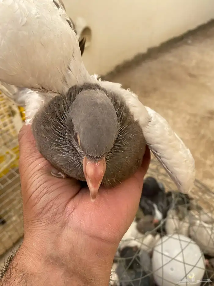 فراخة حمام 3