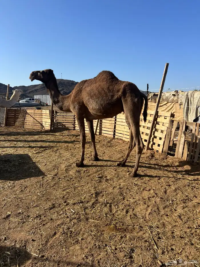 صفرا ضريبه 0