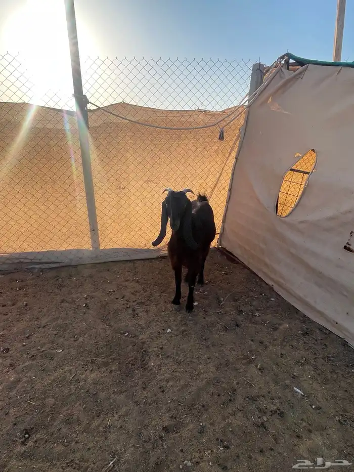 للبيع عدد5جفار مشاريك قبرصيه مصريه 3