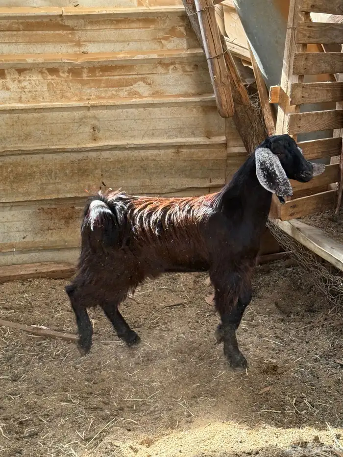 تيس عارضي تربية حلالنا مراح فل مخصي سمين نظيف 2