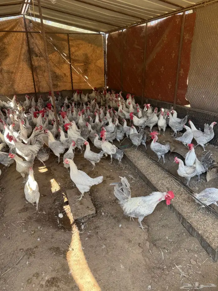 دجاج فيومي ألمنيوم للبيع 0