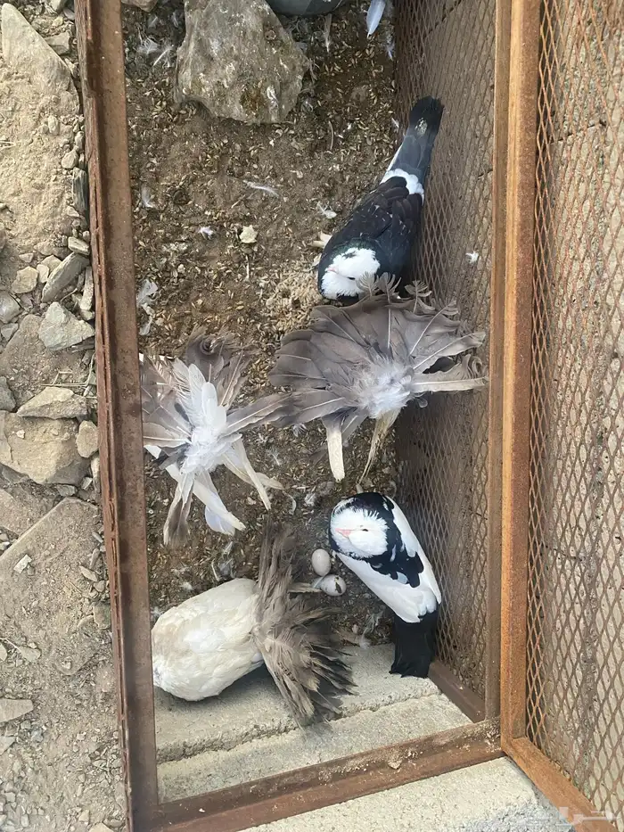 دجاج للبيع وحمام 0