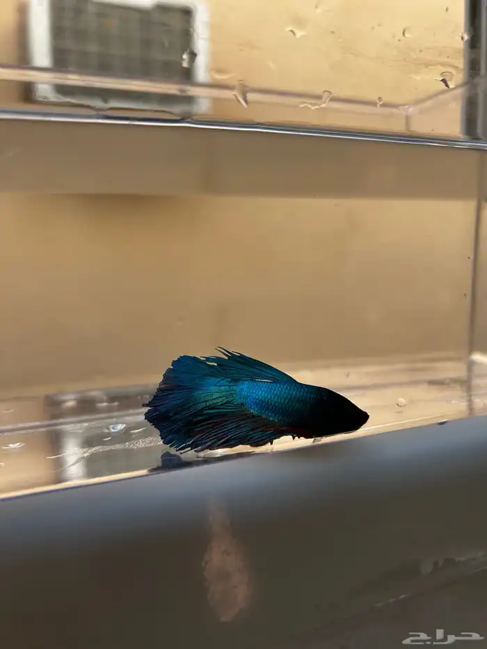 سمك فايتر الوان جميله و أشاكل رائعه مشاء الله 14