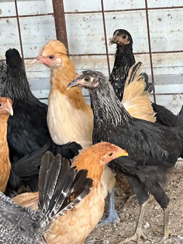 دجاج بشاير 3