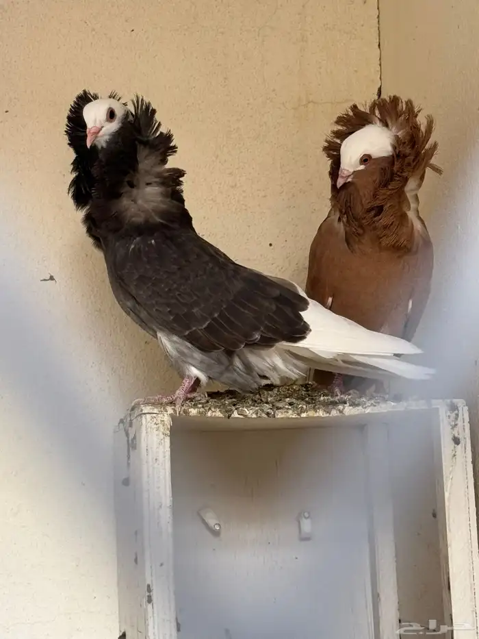 زوج جاكوبين 0