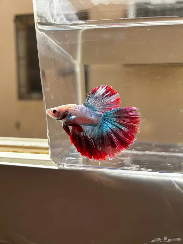 سمك فايتر الوان جميله و أشاكل رائعه مشاء الله 0