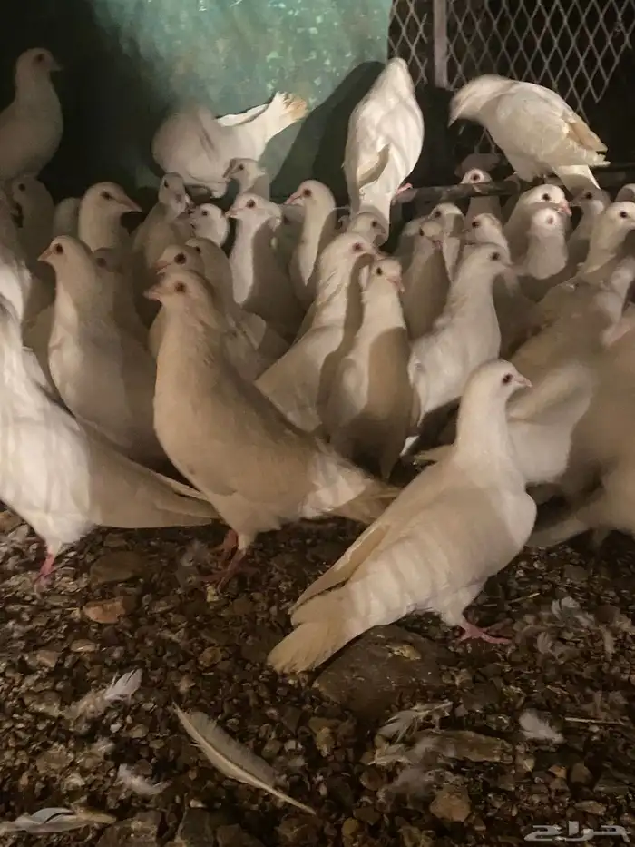 تم البيع الله يبارك لرعيه 1