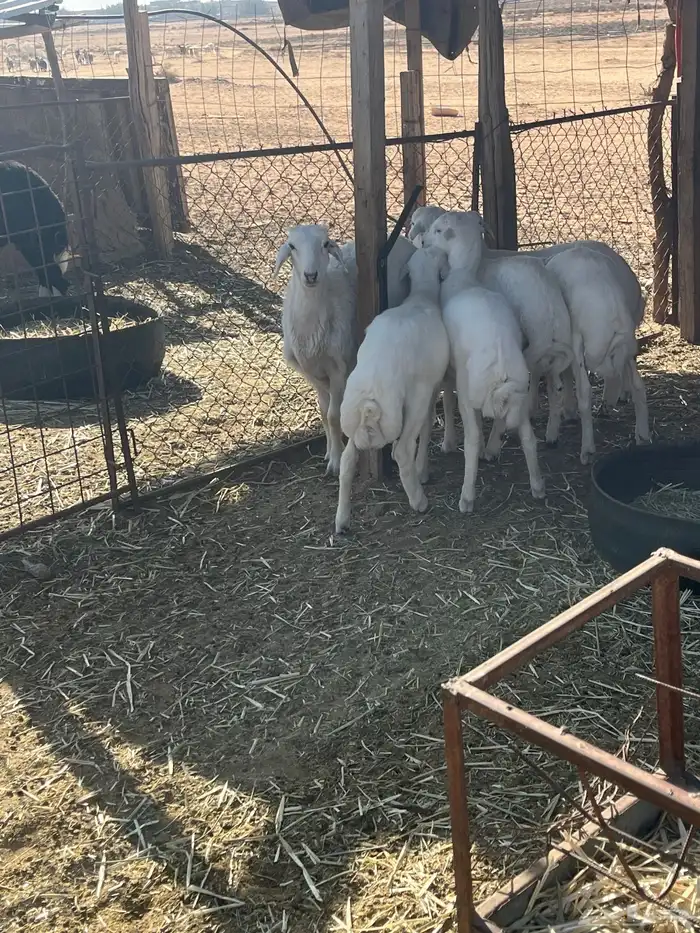 بهم هجين حري 0