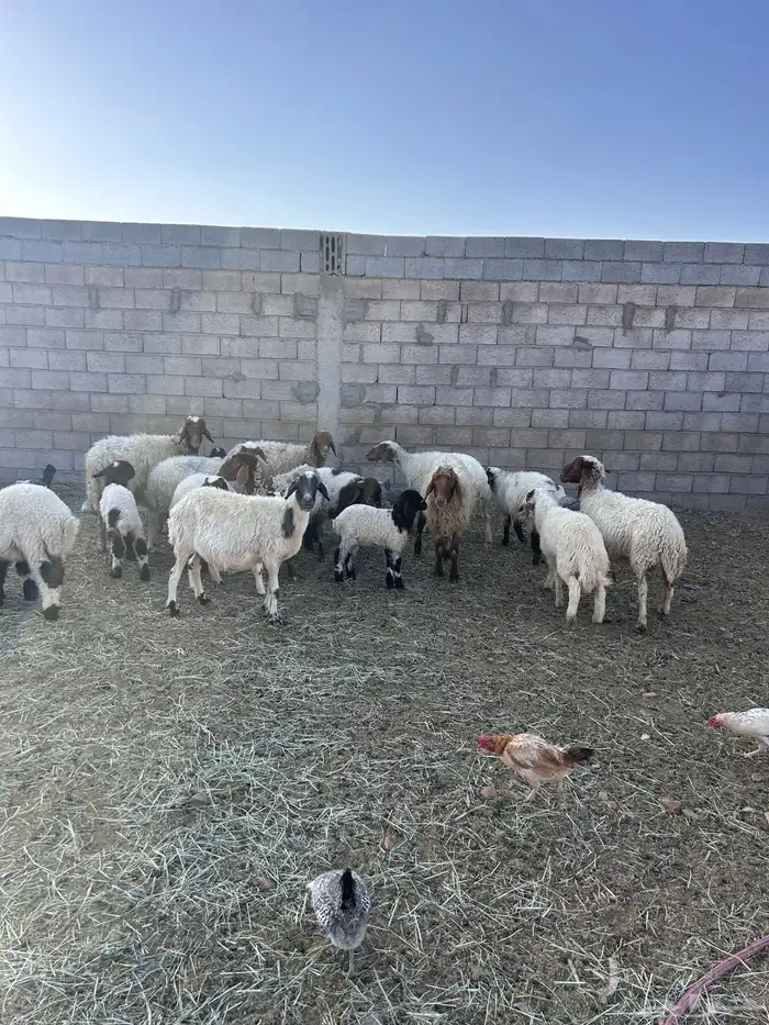 غنم نعيم رغث 2