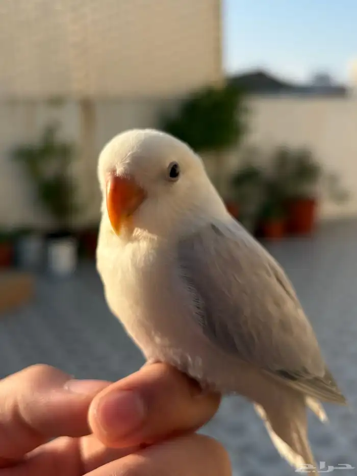 عصفور روز اليف للبيع او للبدل 1