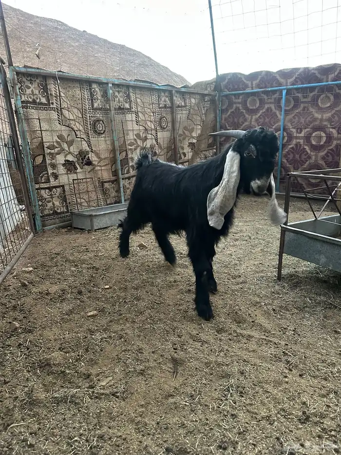 تيس عارضي عمره 6 شهور 1