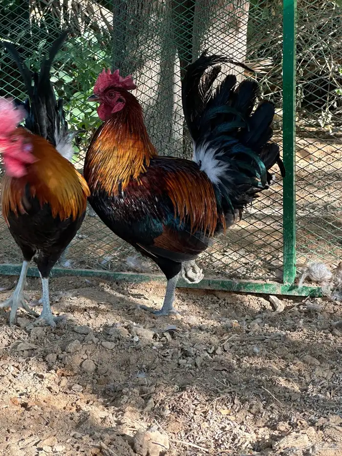 ديوك عربي ترثه 3