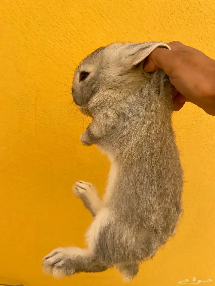 ارانب للبيع 0