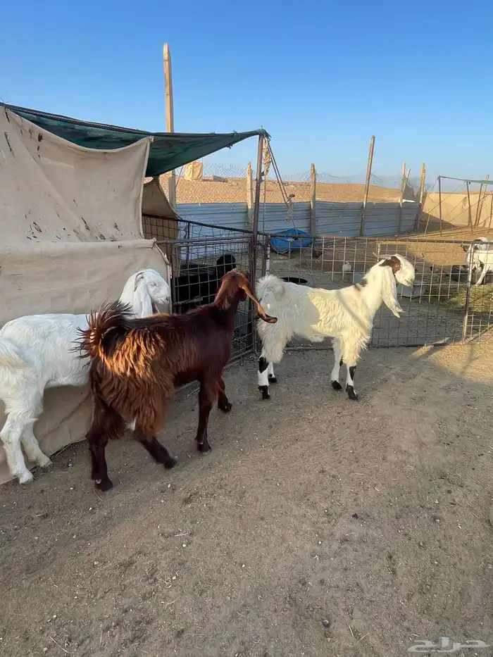 للبيع عدد5جفار مشاريك قبرصيه مصريه 0