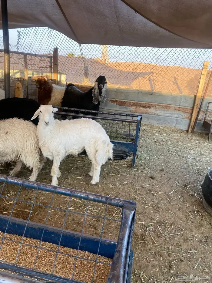 ذبايح طيبه نعيمي وحري 8