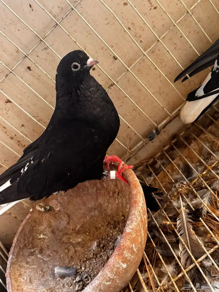 جوز قطيفي مذيل 3