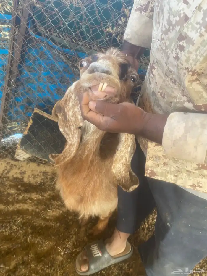 للبيع معزا 1